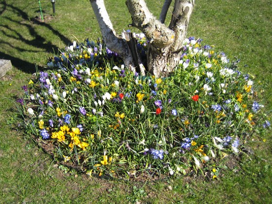 Krokus  
  
2007-04-06 Bild 010  
Granudden  
Färjestaden  
Öland