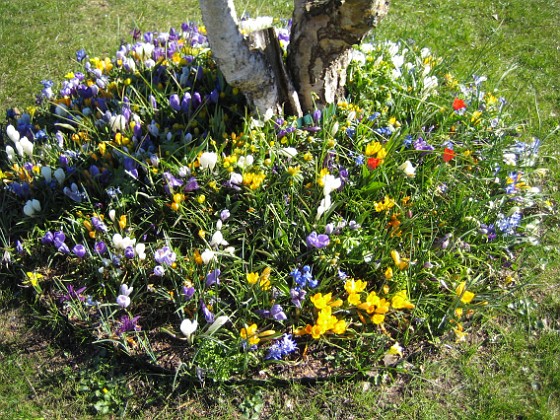 Krokus  
  
2007-04-06 Bild 012  
Granudden  
Färjestaden  
Öland