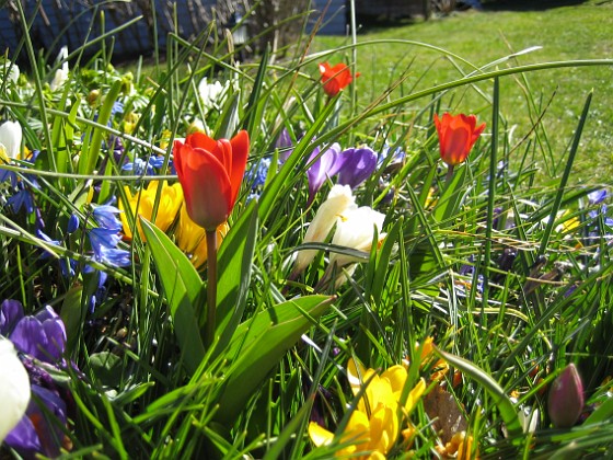 Krokus och Tulpaner