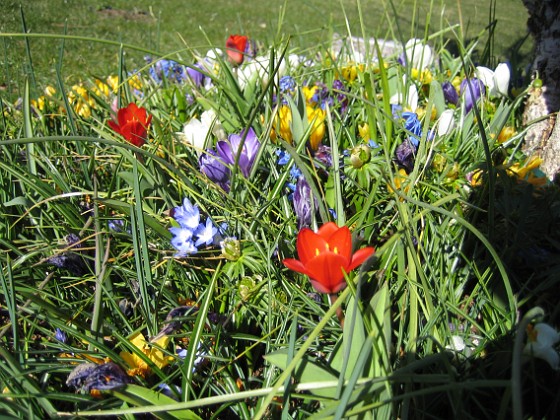 Krokus och Tulpaner {  } 