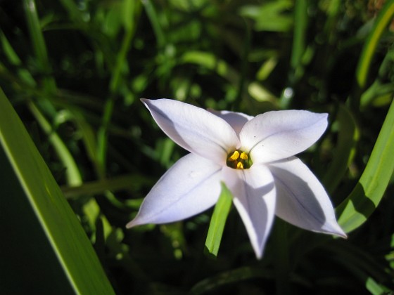 Triteleia 
