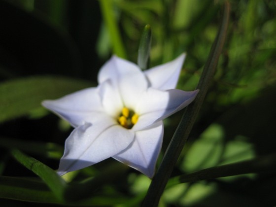 Triteleia 
