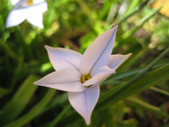 Triteleia 
