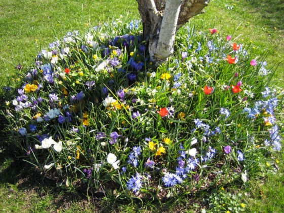 Vårstjärna och Tulpaner  
  
2007-04-14 Bild 053  
Granudden  
Färjestaden  
Öland