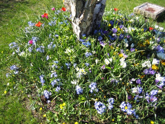 Vårstjärna och Tulpaner  
  
2007-04-14 Bild 055  
Granudden  
Färjestaden  
Öland