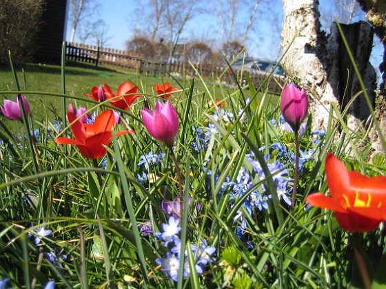 Vårstjärna och Tulpaner  
  
2007-04-14 Bild 058  
Granudden  
Färjestaden  
Öland