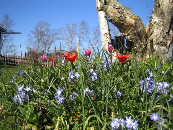 Vårstjärna och Tulpaner  
  
2007-04-14 Bild 060  
Granudden  
Färjestaden  
Öland