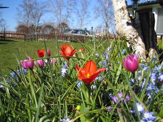 Vårstjärna och Tulpaner  
  
2007-04-14 Bild 064  
Granudden  
Färjestaden  
Öland