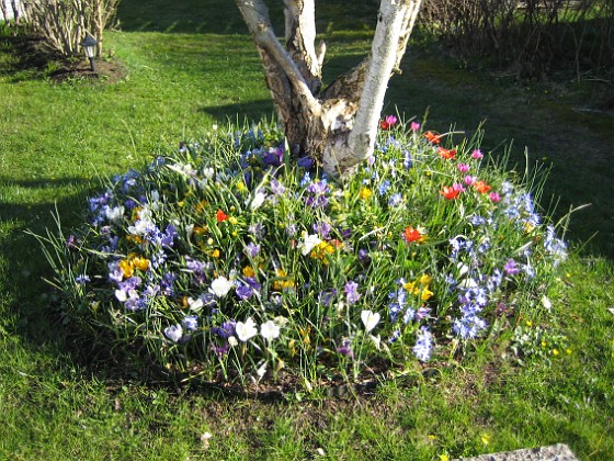 Vårstjärna och Tulpaner  
  
2007-04-14 Bild 068  
Granudden  
Färjestaden  
Öland