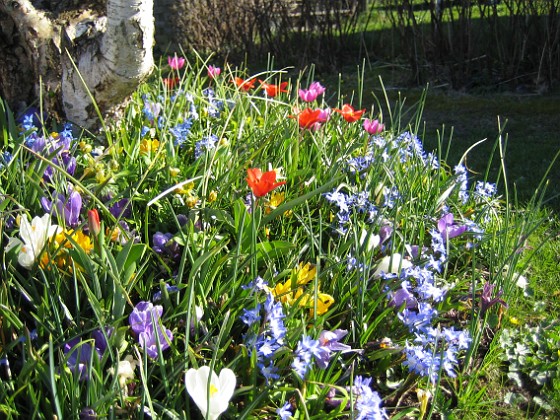 Vårstjärna och Tulpaner  
  
2007-04-14 Bild 069  
Granudden  
Färjestaden  
Öland