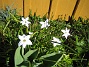 Triteleia  
  
2007-04-14 Bild 048