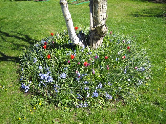 Vårstjärna och Tulpaner  
  
2007-04-21 Bild 001  
Granudden  
Färjestaden  
Öland