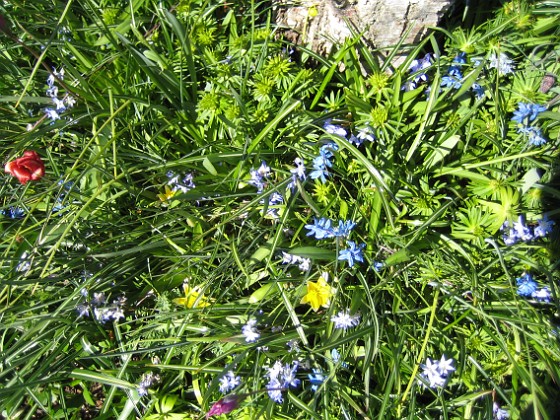 Vårstjärna och Tulpaner  
  
2007-04-21 Bild 004  
Granudden  
Färjestaden  
Öland