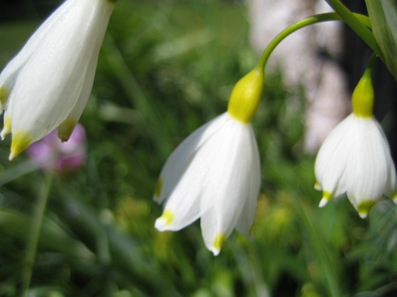 Sommarsnöklocka {  } 