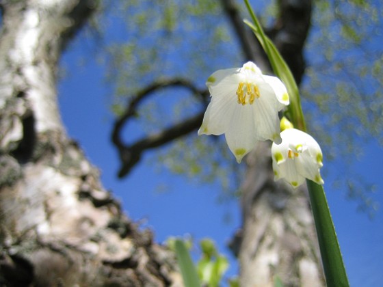 Sommarsnöklocka 
