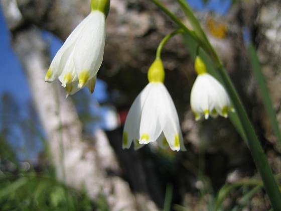 Sommarsnöklocka {  } 