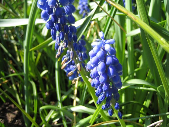 Pärlhyacinter  
  
2007-05-05 Bild 042  
Granudden  
Färjestaden  
Öland