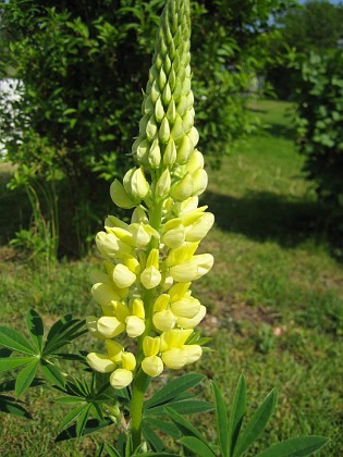 Lupin 
