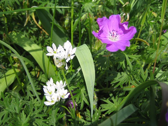 Allium och Blodnäva {  } 