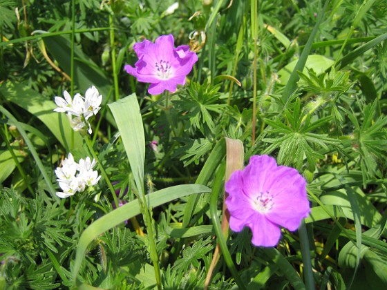 Allium och Blodnäva 
