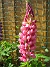 Lupiner  
  
2007-05-27 Bild 026