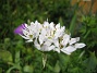 Prydnadslök - Allium  
  
2007-05-27 Bild 044