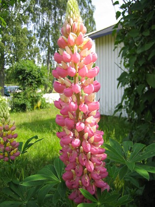 Lupiner  
  
2007-06-10 Bild 017  
Granudden  
Färjestaden  
Öland