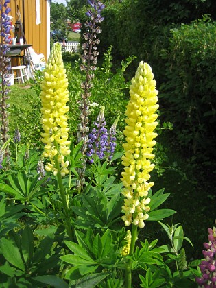 Lupiner  
  
2007-06-10 Bild 047  
Granudden  
Färjestaden  
Öland