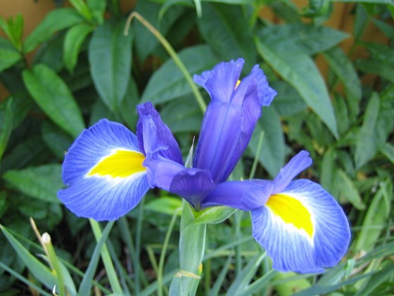 Iris 
