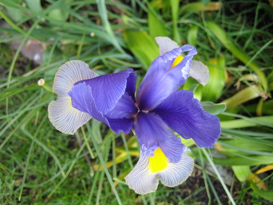 Iris 
