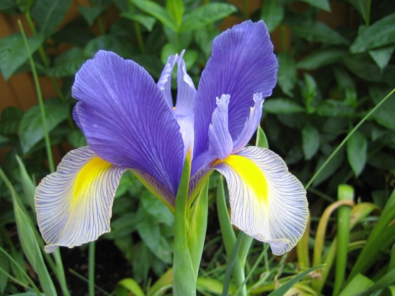 Iris 
