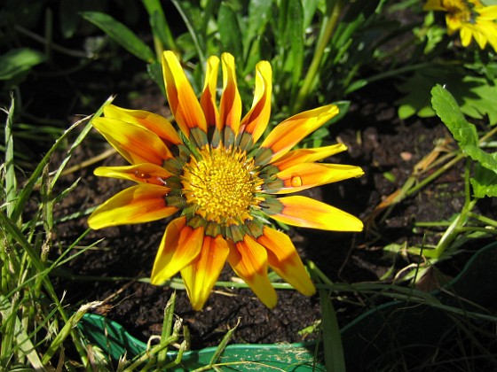 Gazania 
