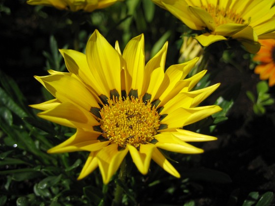 Gazania {  } 