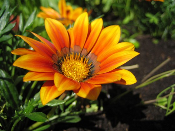 Gazania {  } 