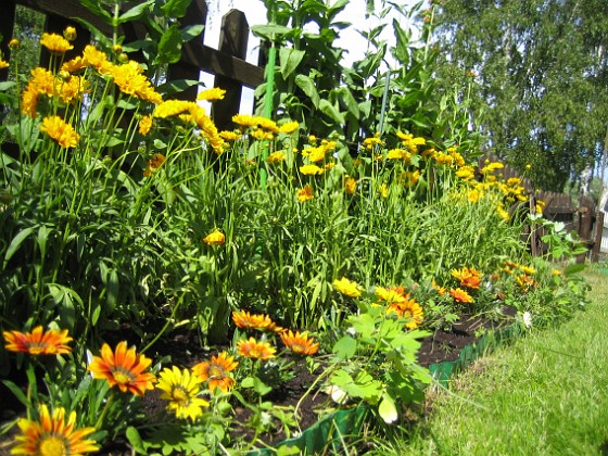 Flicköga och Gazania