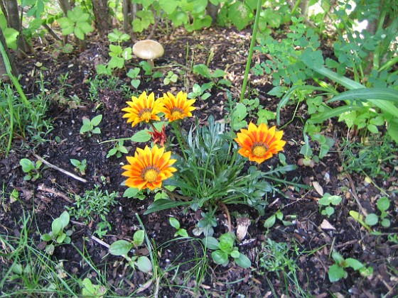 Gazania {  } 