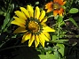 Gazania