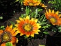 Gazania