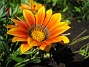 Gazania