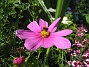  (2007-06-20 Bild 036)