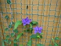  (2007-06-24 Bild 020)
