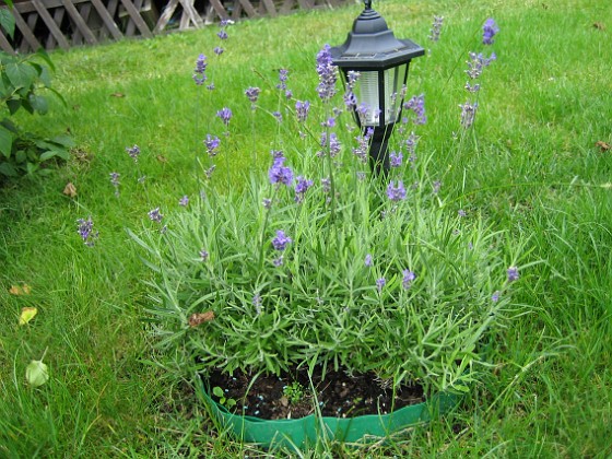 Lavendel 
