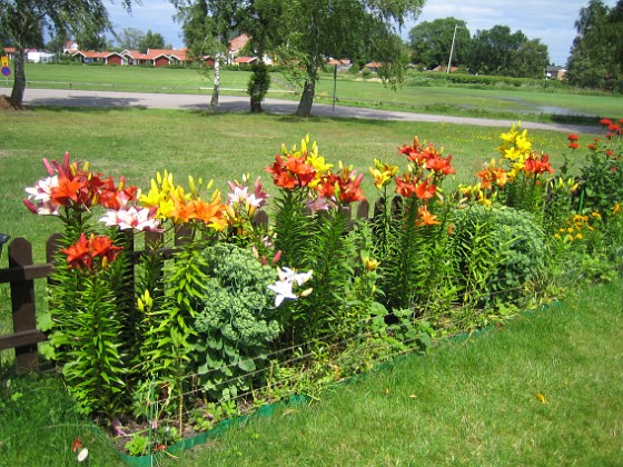 Liljor  
  
2007-07-09 Bild 074  
Granudden  
Färjestaden  
Öland