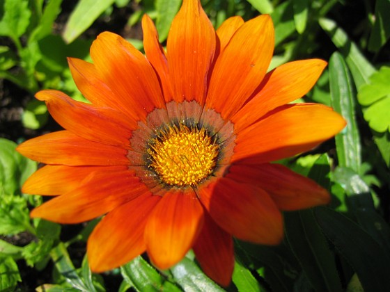 Gazania {  } 