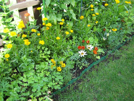 Flicköga och Gazania {  } 