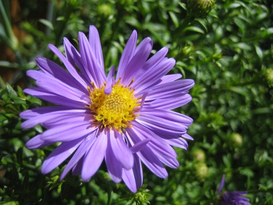 Aster {  } 