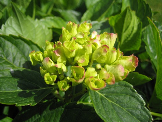 Hortensia 
