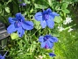  (2007-07-29 Bild 048)
