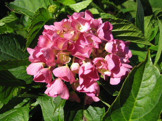 Hortensia 
Hortensia.