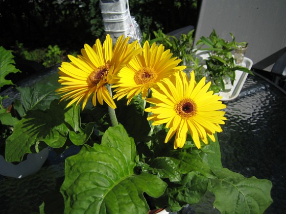 Gerbera 
